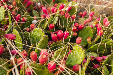 Cacti blooming with red flowers on the Black Sea