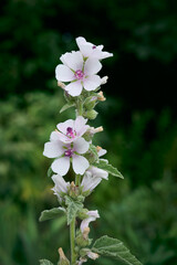 Wild flower Althaea officinalis in the garden.