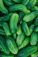 Close up of fresh organic green cucumbers.