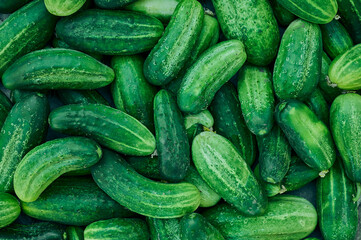 Close up of fresh organic green cucumbers.