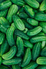 Close up of fresh organic green cucumbers.