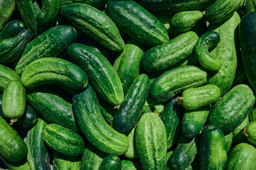 Close up of fresh organic green cucumbers.