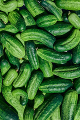 Close up of fresh organic green cucumbers.