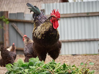 Free range chicken on a farm.