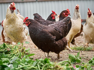 Free range chicken on a farm.