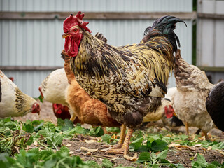 Free range chicken on a farm.