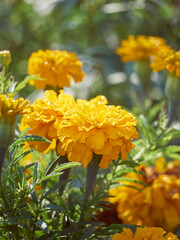 Tagetes erecta ornamental and medicinal plant with orange and yellow flowers.