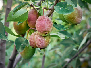 Organic pear in the summer garden.