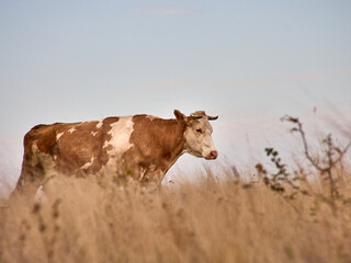 Cows grazing in natural pasture on a cloudy day.