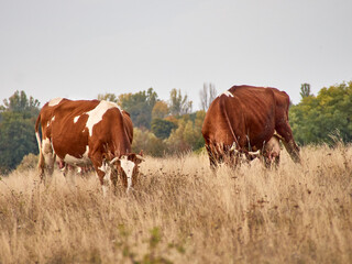 Cows grazing in natural pasture on a cloudy day.