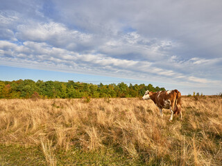 Cows grazing in natural pasture on a cloudy day.