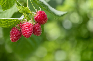 ripe red raspberries hanging on branch in garden