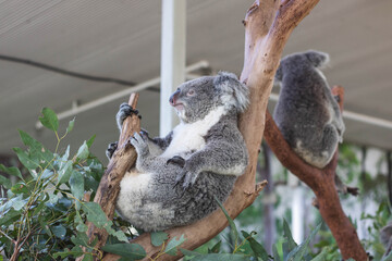 Close up of koala bear relaxing on the small tree. © AllieGraphix