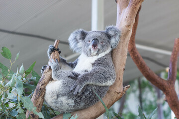 Close up of koala bear relaxing on the small tree.