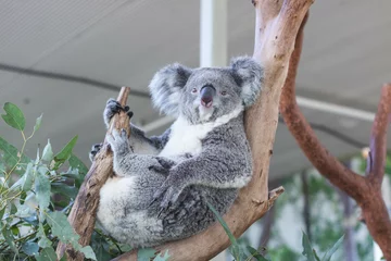 Schilderijen op glas Close up of koala bear relaxing on the small tree. © Karlie Studio