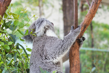 Close up of koala bear relaxing on the small tree.