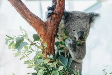 Foto op Aluminium Close up of koala bear relaxing on the small tree. © Karlie Studio