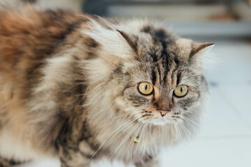 An adorable Persian cat laying down on the floor.