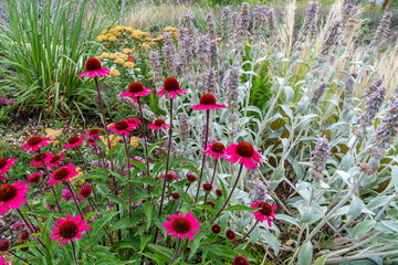 Flowers of bright red echinacea in the garden on a flower bed