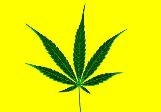 Cannabis leaf, Herbal medicine herb plant on a yellow background. Process in oil paint style.  