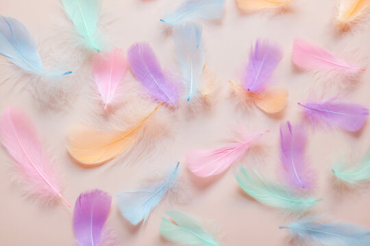 Pastel color feathers on pink background.