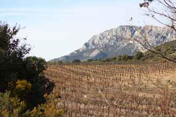 Vignes et montagne Ste Victoire 