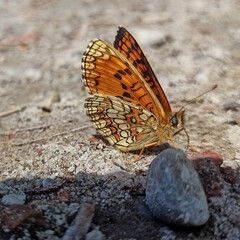 Nature of butterfly and flower in rock using as background butterflies day cover page or banner template brochure landing page wallpaper design