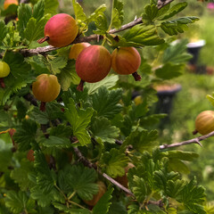 red gooseberry on a branch in the garden