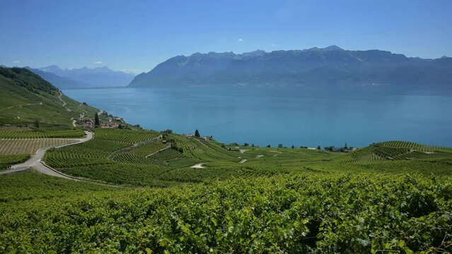 Landscape with lake, mountain and vineyard. Time lapse of lavaux vineyard and lake Geneva. Puidoux, Vaud Canton, Switzerland. UNESCO world heritage site in summer. Travel destination.