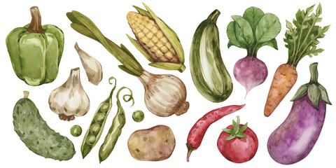Watercolor illustrations of vegetables: corn, radish, eggplant, peas, potatoes, cucumber, tomato and garlic. Isolated.