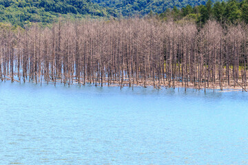 北海道夕張市、シューパロ湖に沈んだ枯れ木【7月】