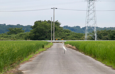 日本の夏、緑の稲穂の田園風景　真ん中の一本の道　にシロサギ