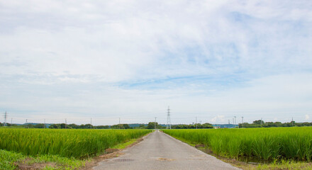 Fototapeta na wymiar 日本の夏、緑の稲穂の田園風景と青い空と白い雲と真ん中に一本の道　横フレーム　コピースペース有り