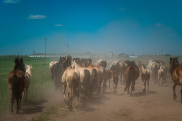 Naklejka premium A herd of horses runs to the farm along a dusty road. There is artistic noise.