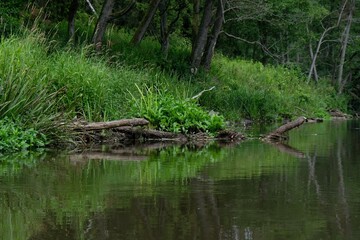 Beautiful scenery of river during kayaking in nature reserve 