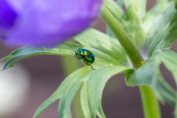 Sparkling chrysomelid beetle on blue anemone leaves. Beauty of nature.
