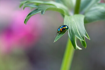Sparkling chrysomelid beetle on anemone leaves. Beauty of nature.