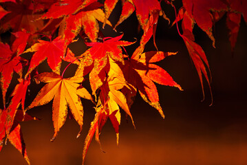 Maple leaves on a tree branch. Yellow, red and orange leaves glow in the sun. Autumn sunny day.