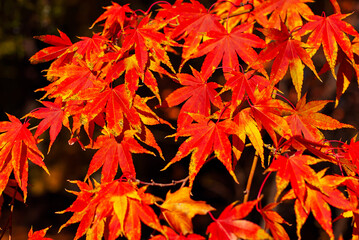 Naklejka na ściany i meble Maple leaves on a tree branch. Yellow, red and orange leaves glow in the sun. Autumn sunny day.
