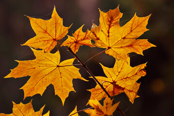 Maple leaves on a tree branch. Yellow, red and orange leaves glow in the sun. Autumn sunny day.
