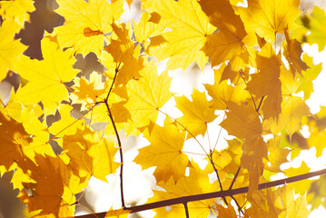 Maple leaves on a tree branch. Yellow, red and orange leaves glow in the sun. Autumn sunny day.