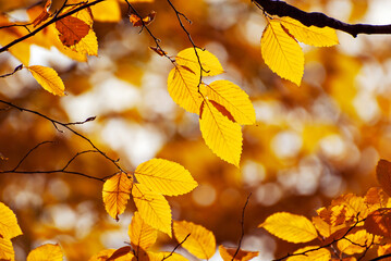 Leaves on a tree branch. Yellow, red and orange leaves glow in the sun. Autumn sunny day.