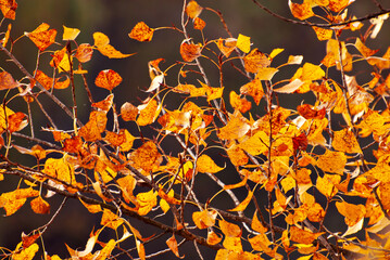 Linden leaves on a tree branch. Yellow, red and orange leaves glow in the sun. Autumn sunny day.