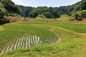 Fototapeta na wymiar 緑の稲が育つ初夏の棚田