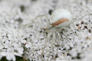 Crab spiders blend in with the color of the flowers they hunt on