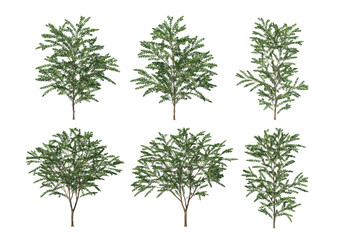 Obraz premium Tree on a white background
