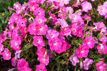 Obraz premium Pink petunia flowers are blooming