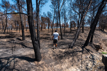 Fototapeta premium Arson, a young man walking through a forest burned in a forest fire, climate change, drought summer