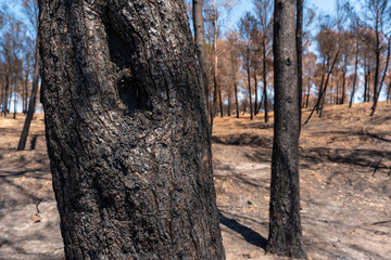 Burnt tree in the forest burned in a forest fire, climate change, drought summer