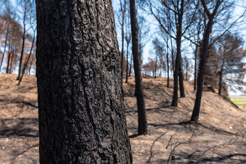 Obraz premium Detail of a burned tree in the forest burned in a forest fire, climate change, drought summer
